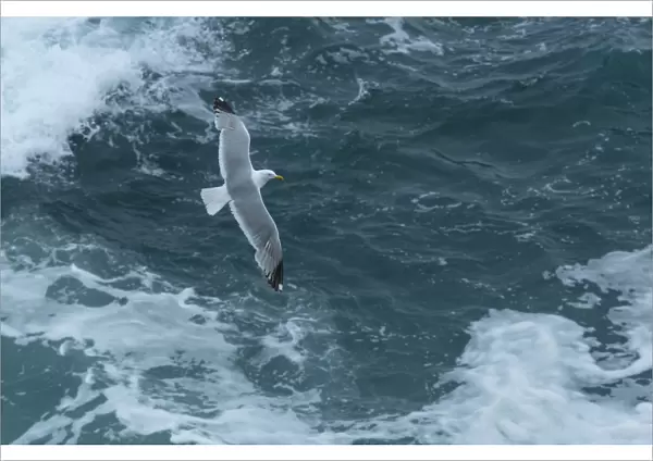 Herring gull (Larus argentatus) flying over sea. Great Saltee Island, Saltee Islands