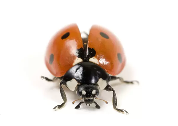 Seven-spot ladybird (Coccinella 7-punctata) with wing carapace raised