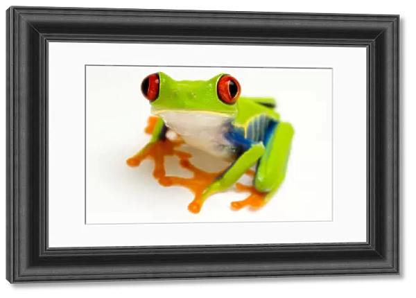 Red eyed tree frog (Agalychnis callidryas) portrait Captive