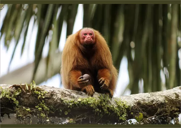 Peruvian red uakari monkey (Cacajao calvus ucayalii) eating aguaje palm fruits (Mauritia