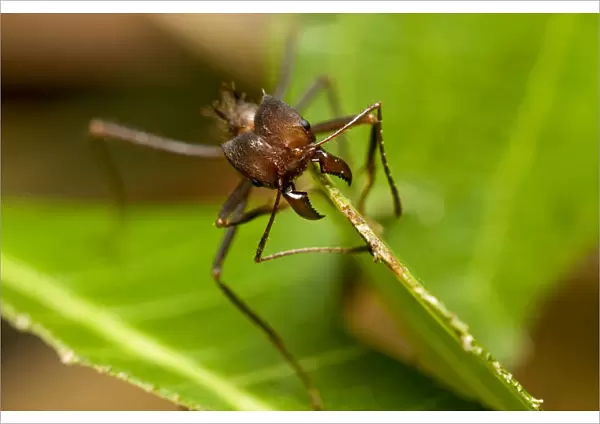 Leaf-cutter ant (Atta sp) cutting a leaf, Pacaya-Samiria NR, Peru
