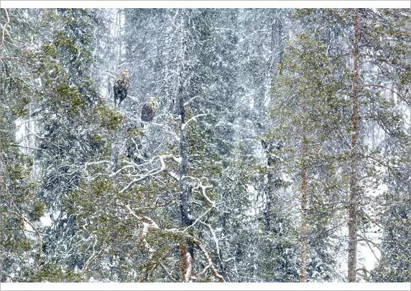 White-tailed eagle (Haliaeetus albicilla) male and female perched on tree in snow