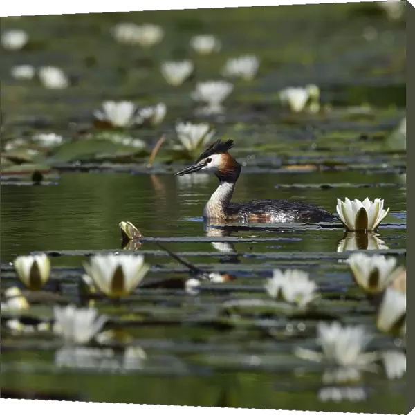 Great crested grebe (Podiceps cristatus) amongst White water lilies (Nymphaea alba)