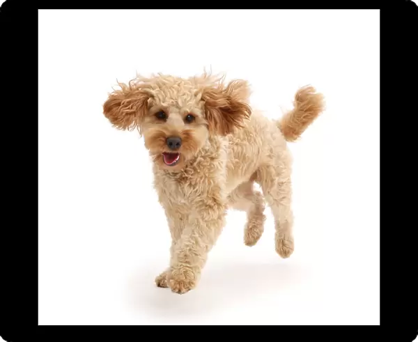Cavapoo dog, Monty, 10 months, running