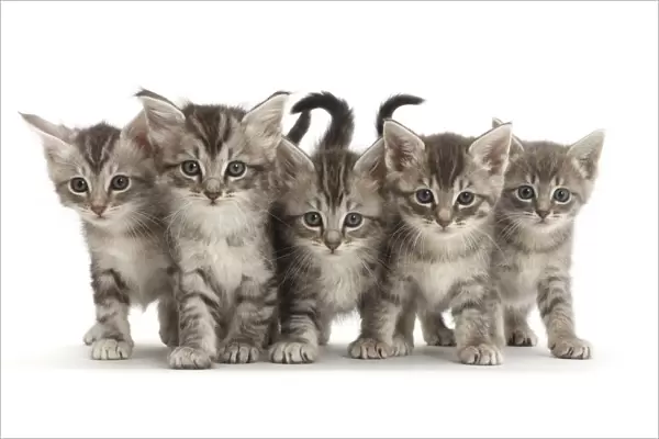 RF - Five silver tabby kittens standing in a row