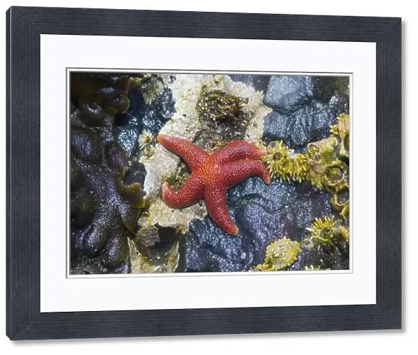 Blood star {Henricia sanguinolenta} with Barnacles in tide pool at low tide, Tongue Point