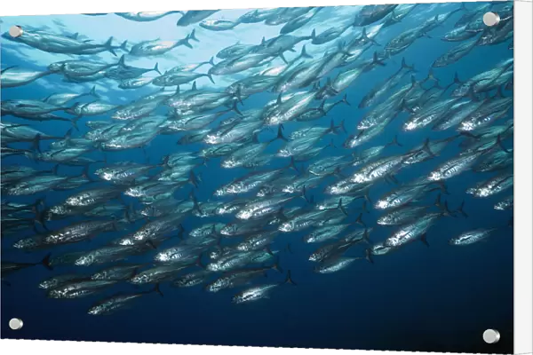 Large shoal of Horse mackerel (Megalaspis cordyla) schooling. Rinca, Komodo National Park