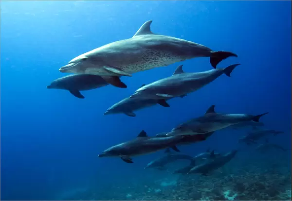 Pod of Bottlenose Dolphins (Tursiops truncatus). Egypt, Red Sea