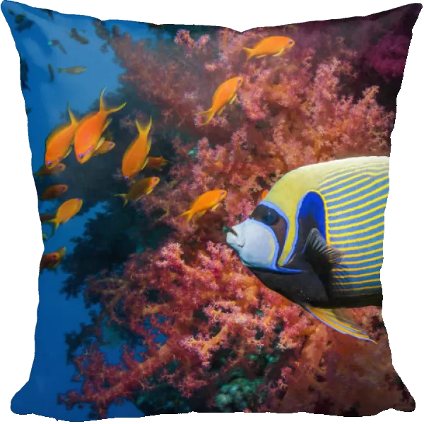 Emperor angelfish (Pomacanthus imperator) swimming past coral reef. Egypt, Red Sea