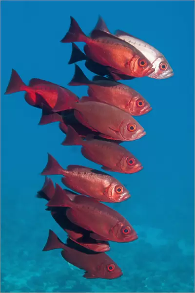 Big-eye fish (Priacanthus hamrur). Egypt, Red Sea