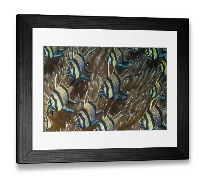 Framed Print : Banggai cardinalfish Print, Lembeh Strait