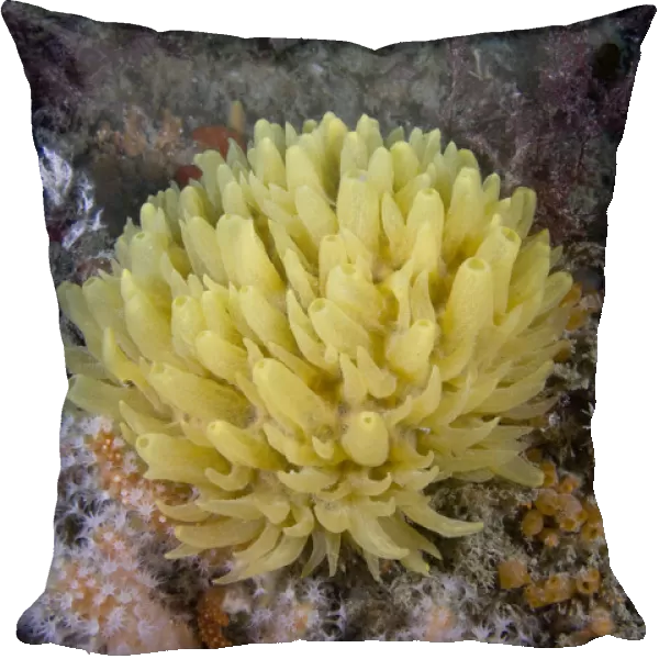 Yellow hedgehog sponge (Polymastia boletiformis) underwater, Channel Isles, UK, June