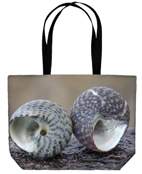 Pennants Topshell (Gibbula pennanti) and Purple Topshell (Gibbula umbilicalis)