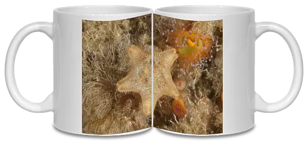 Cushion Star (Asterina gibbosa) L Etac, Sark, British Channel Islands