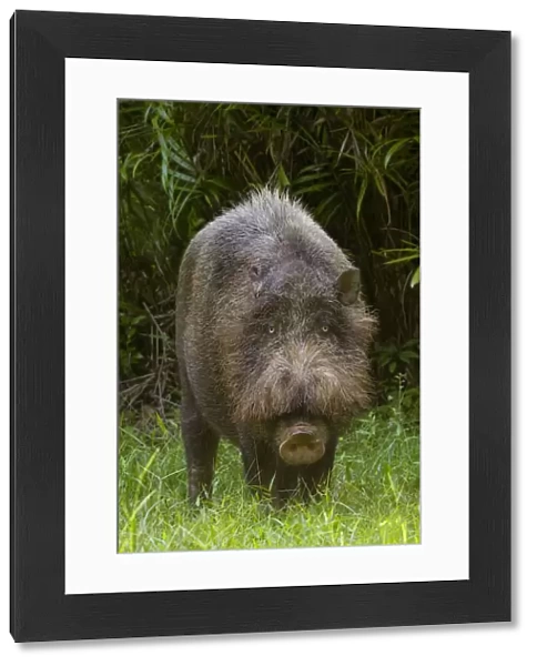 Bearded pig (Sus barbatus) standing in grass, Bako National Park, Sarawak, Borneo