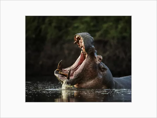 Hippopotamus (Hippopotamus amphibius) in pool with mouth open. Mana Pools National Park, Zimbabwe