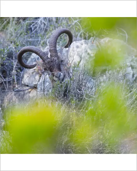 Iberian ibex (Capra pyrenaica) amongst scrub, Cliffs of Maro-Cerro Gordo Natural Area