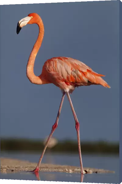 Caribbean flamingo (Phoenicopterus ruber) walking, Ria Lagartos Biosphere Reserve