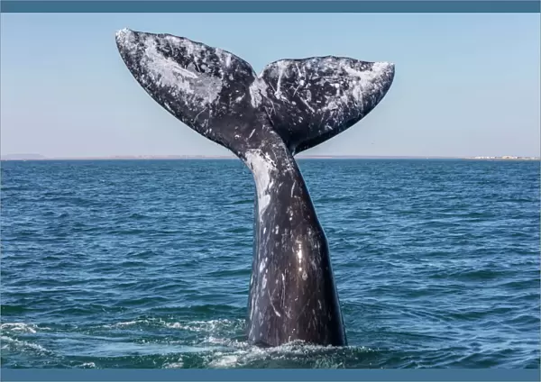 Grey whale (Eschrichtius robustus) tail, San Ignacio Lagoon, El Vizcaino Biosphere Reserve