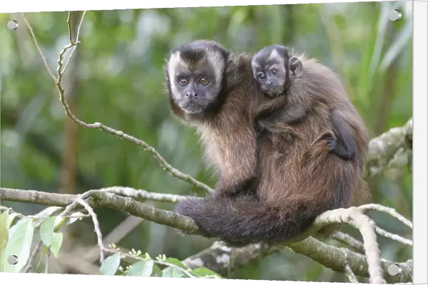Tufted  /  Brown capuchin (Cebus apella), female with baby on back, sitting in tree
