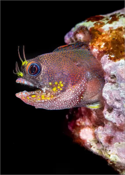 Galapagos barnacle blenny (Acanthemblemaria castroi) looking out from its home in