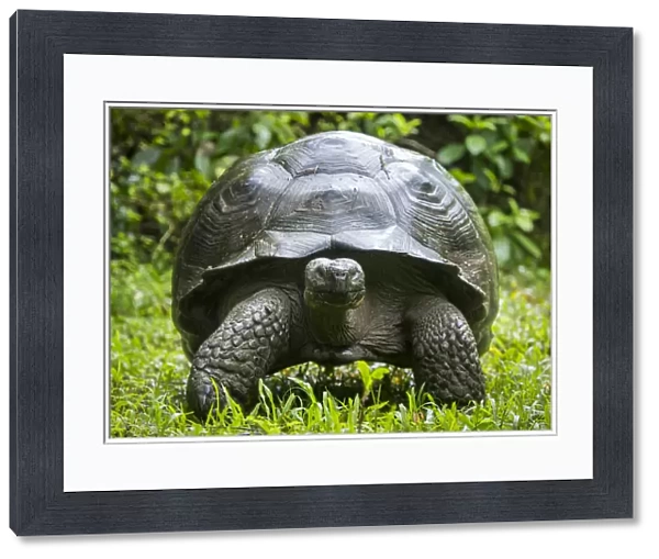 Western Santa Cruz giant tortoise (Chelonoidis porteri) portrait, Highlands, Santa Cruz Island