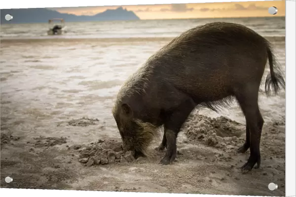 Bearded pig (Sus barbatus) digging in sand, foraging for crabs on beach, Bako National Park