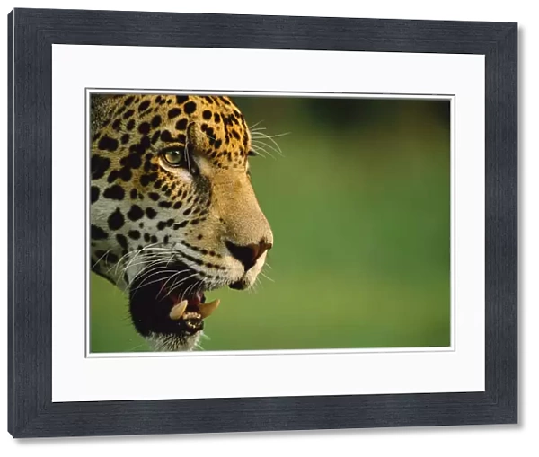 Jaguar head profile portrait {Panthera onca} captive, Pantanal, Brazil
