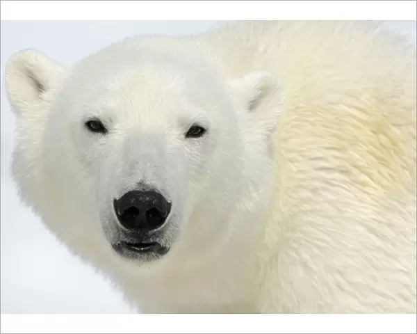 Polar Bear (Ursus maritimus) head portrait, Svalbard, Norway