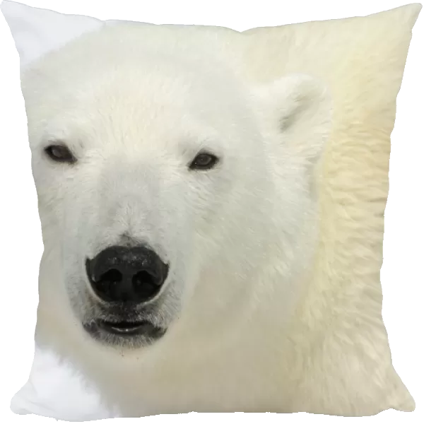 Polar Bear (Ursus maritimus) head portrait, Svalbard, Norway