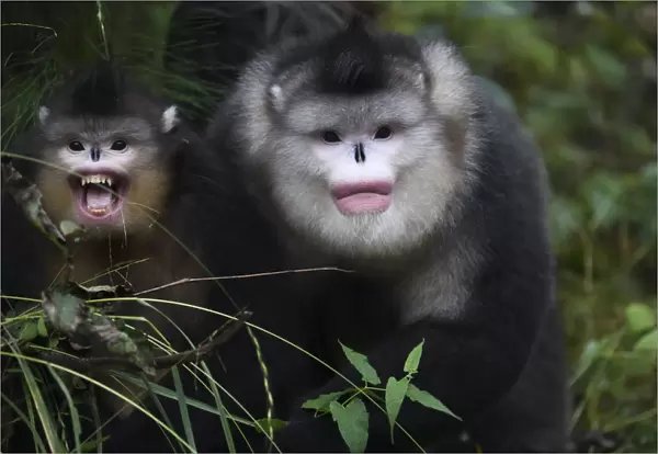 Yunnan, or Black Snub-nosed monkeys (Rhinopithecus bieti) adult and young, Ta Cheng Nature reserve