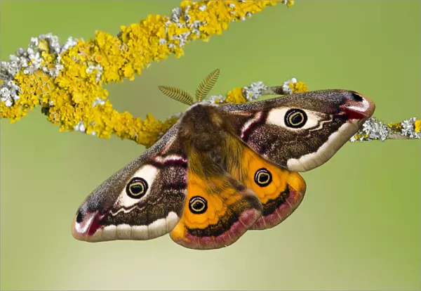 Small emperor moth (Saturnia pavonia) male with wings open showing eyespots on lichen covered twig
