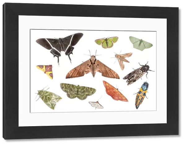 Various species of moth from tropical rainforest, Danum Valley, Sabah, Borneo. Digital composite