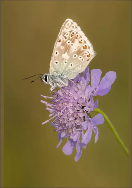Male chalkhill blue butterfly (Lysandra coridon) with wings closed resting on Devils-bit scabious