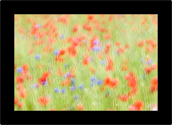 Abstract impression of Common poppies {Papaver sp. } and Cornflowers {Centaurea sp