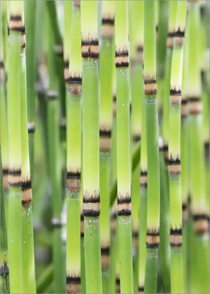 RF - Yellow groove bamboo (Phyllostachys aureosulcata) stems, Hortus Botanicus Leiden