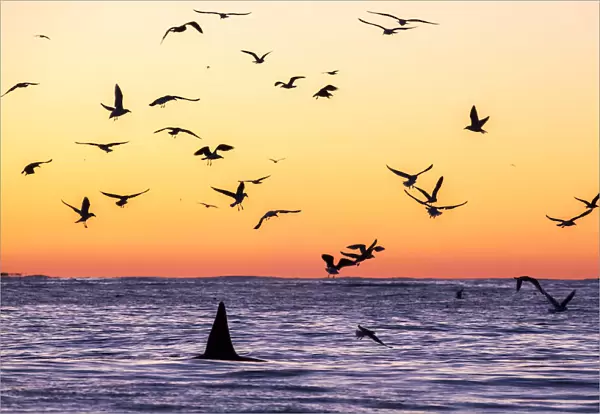 Killer whale (Orcinus orca) adult male surfacing at dusk surrounded by birds, who