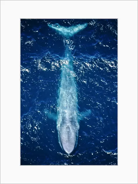 Blue whale (Balaenoptera musculus) aerial view of the coast of California, USA. Pacific Ocean
