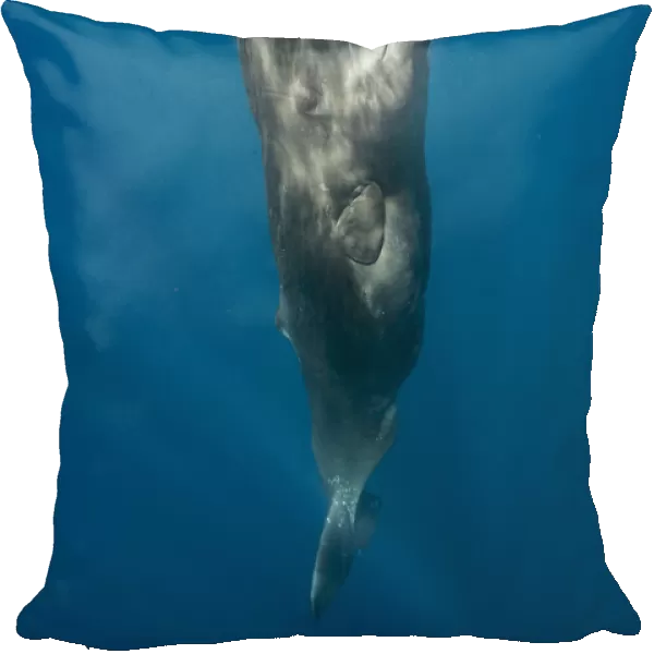 Sperm whale (Physeter macrocephalus) resting vertically just beneath surface, Faial Island