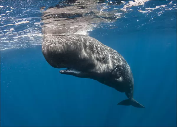 Sperm whale (Physeter macrocephalus) resting just beneath surface, Faial Island, Azores