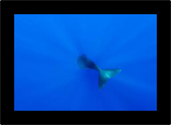 Tail of Sperm whale (Physeter macrocephalus) diving. Dominica, Caribbean Sea, Atlantic Ocean