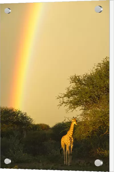 Giraffe (Giraffa camelopardalis) in evening light with rainbow, Marataba, Marakele National Park
