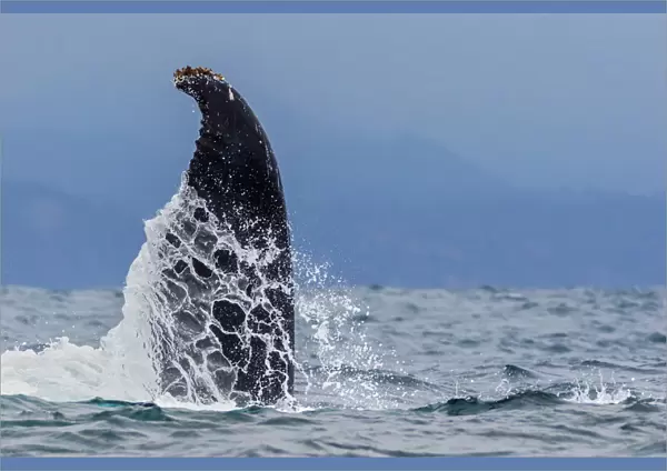 Humpback whale (Megaptera novaeangliae), with flipper raised in the air above water