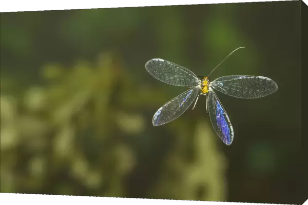 Green lacewing (Abachrysa eureka) in flight, , Tuscaloosa County, Alabama, USA Controlled conditions