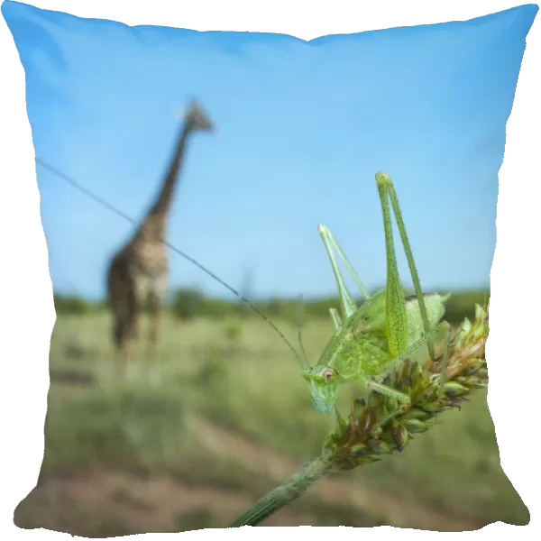 Katydid (Tettigoniidae) with Giraffe (Giraffa camelopardalis) in the background