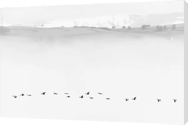 Pink-footed goose (Anser brachyrhynchus) flock flying in mist, Cromarty Firth, Highlands, Scotland, UK April