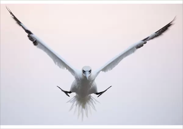 Gannet (Morus bassanus) coming in to land in the colony in evening light, Great Saltee