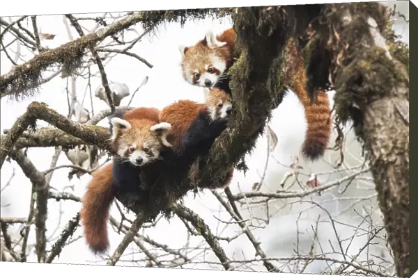 Red panda (Ailurus fulgens) family, adult female and two subadult juveniles, rest