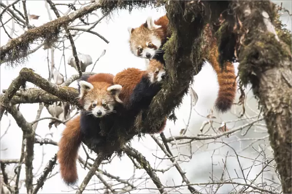 Red panda (Ailurus fulgens) family, adult female and two subadult juveniles, rest