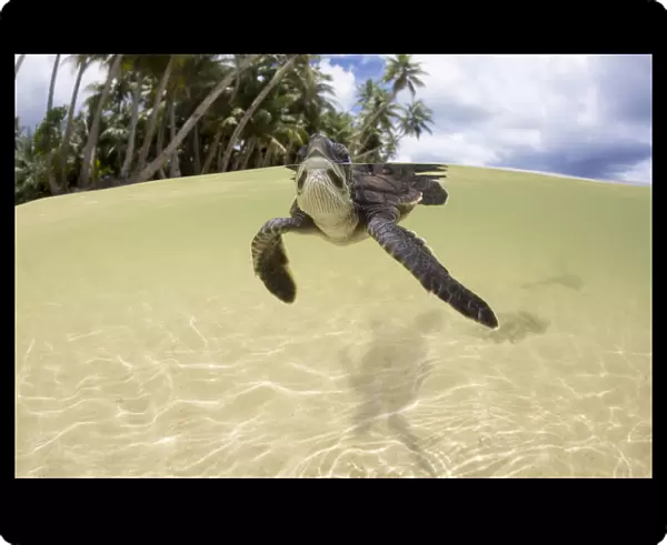 Green sea turtle (Chelonia mydas) hatchling entering the water Yap, Micronesia